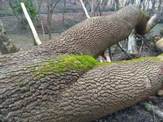 a fallen tree trunk with deeply textured bark lies across another log, covered in patches of green moss. The bark on the…