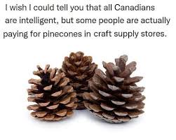 The image shows four brown pinecones arranged on a plain white background. Overlaid text reads: 'I wish I could tell you…