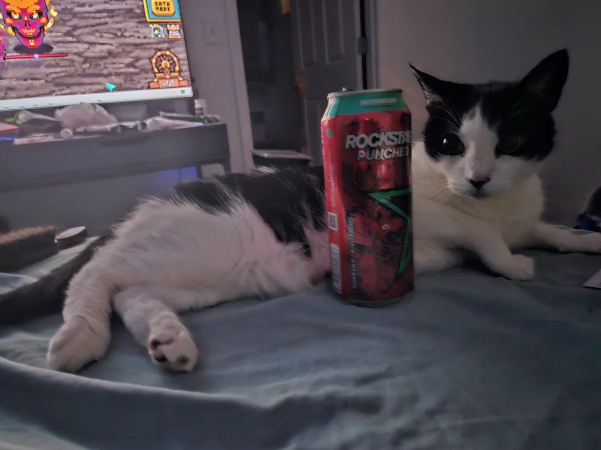 A black and white cat lies on a bed next to a can of Rockstar Punched energy drink, looking directly at the camera with a…
