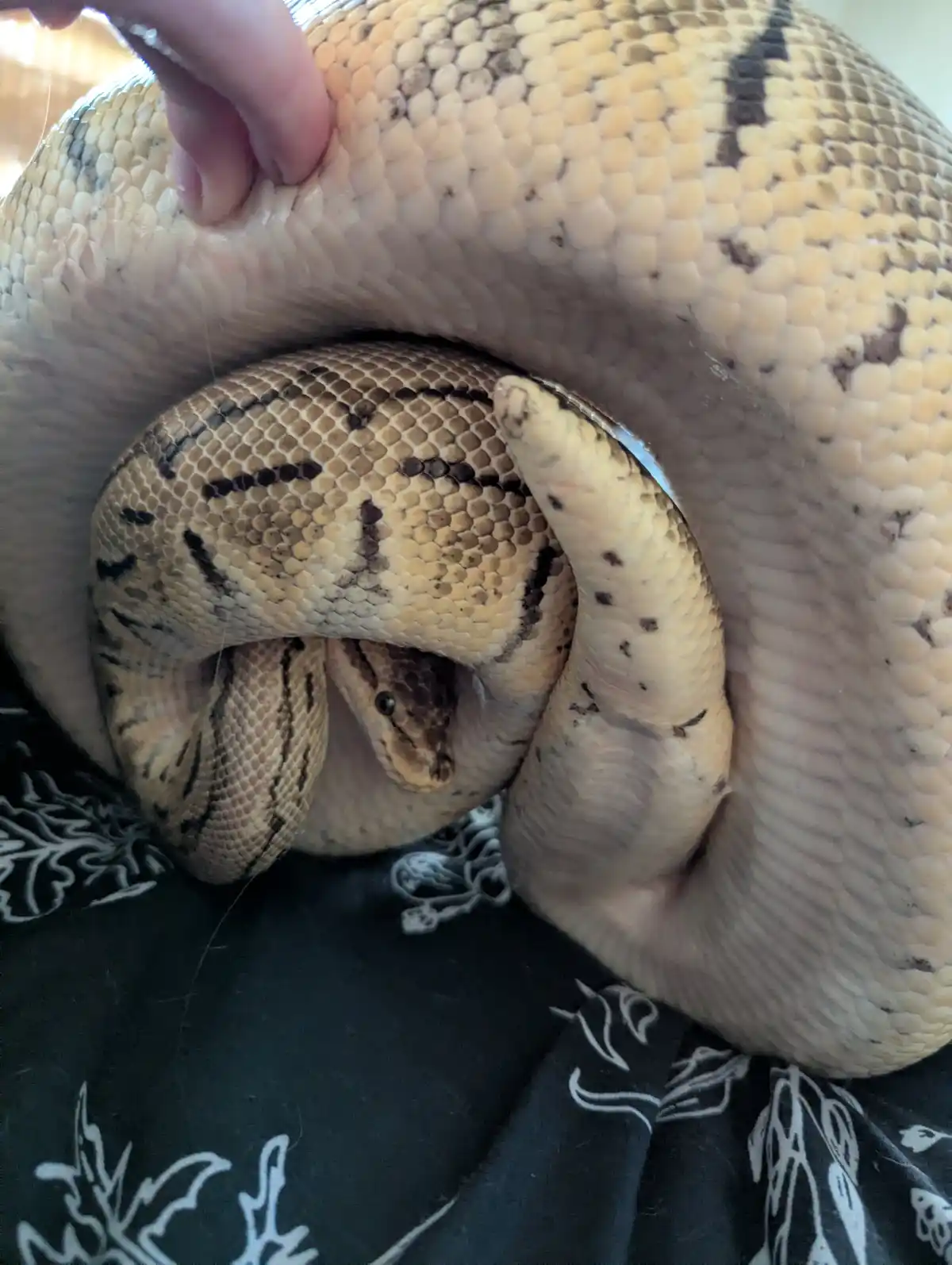 A large, thick-bodied snake with tan and black patterned scales is coiled tightly, with its head peeking out from the…