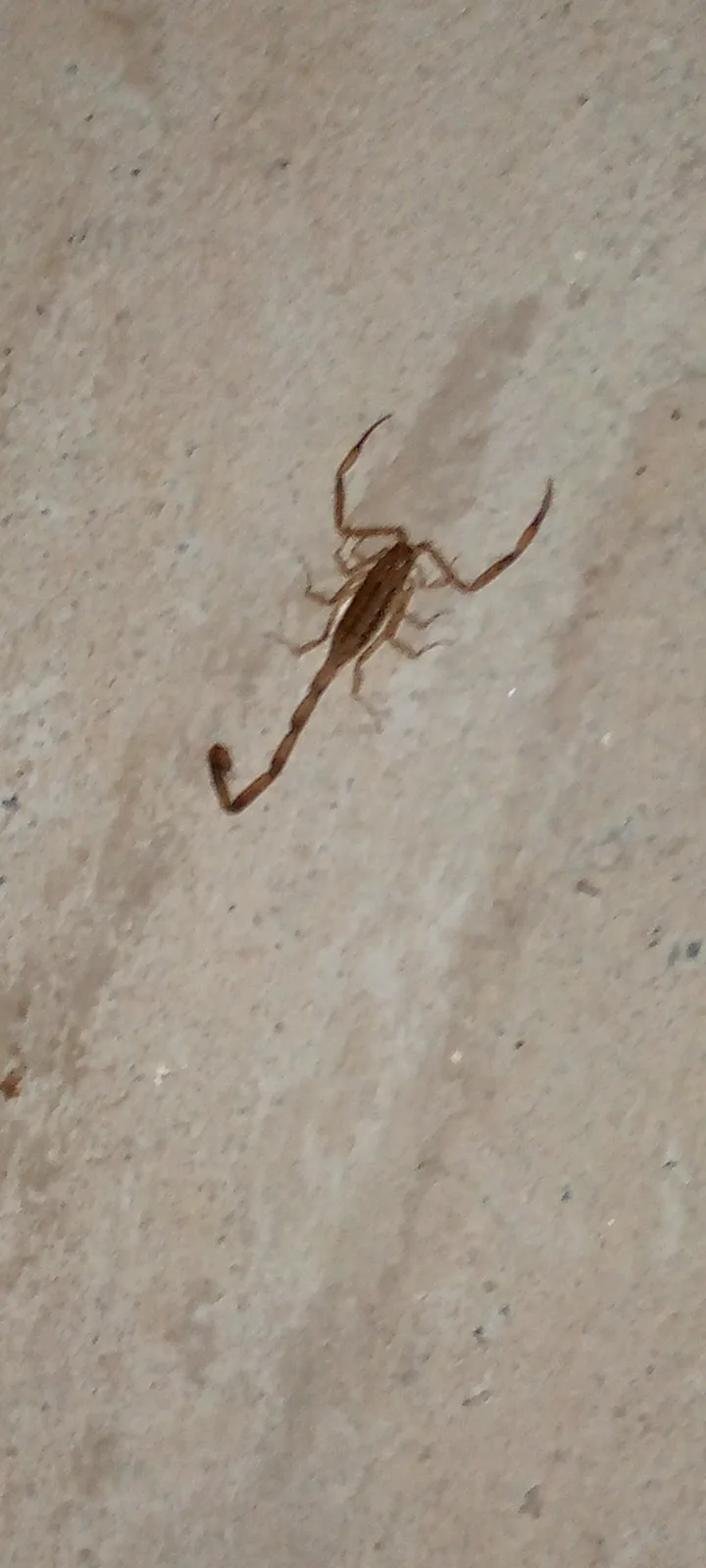 A small brown scorpion is visible on a light-colored, textured concrete or stone floor, its pincers raised and tail curved…
