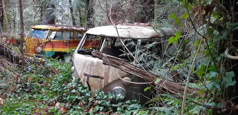 Two abandoned, rusted vintage vans are overgrown with ivy and ferns in a dense forest. The foreground van is mostly white…