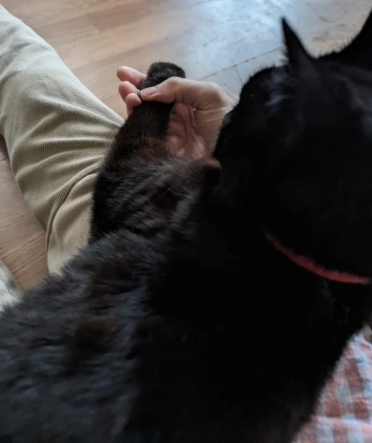 A close-up photo shows a person's hand gently holding the paw of a black cat lying on a wooden floor. The cat wears a pink…