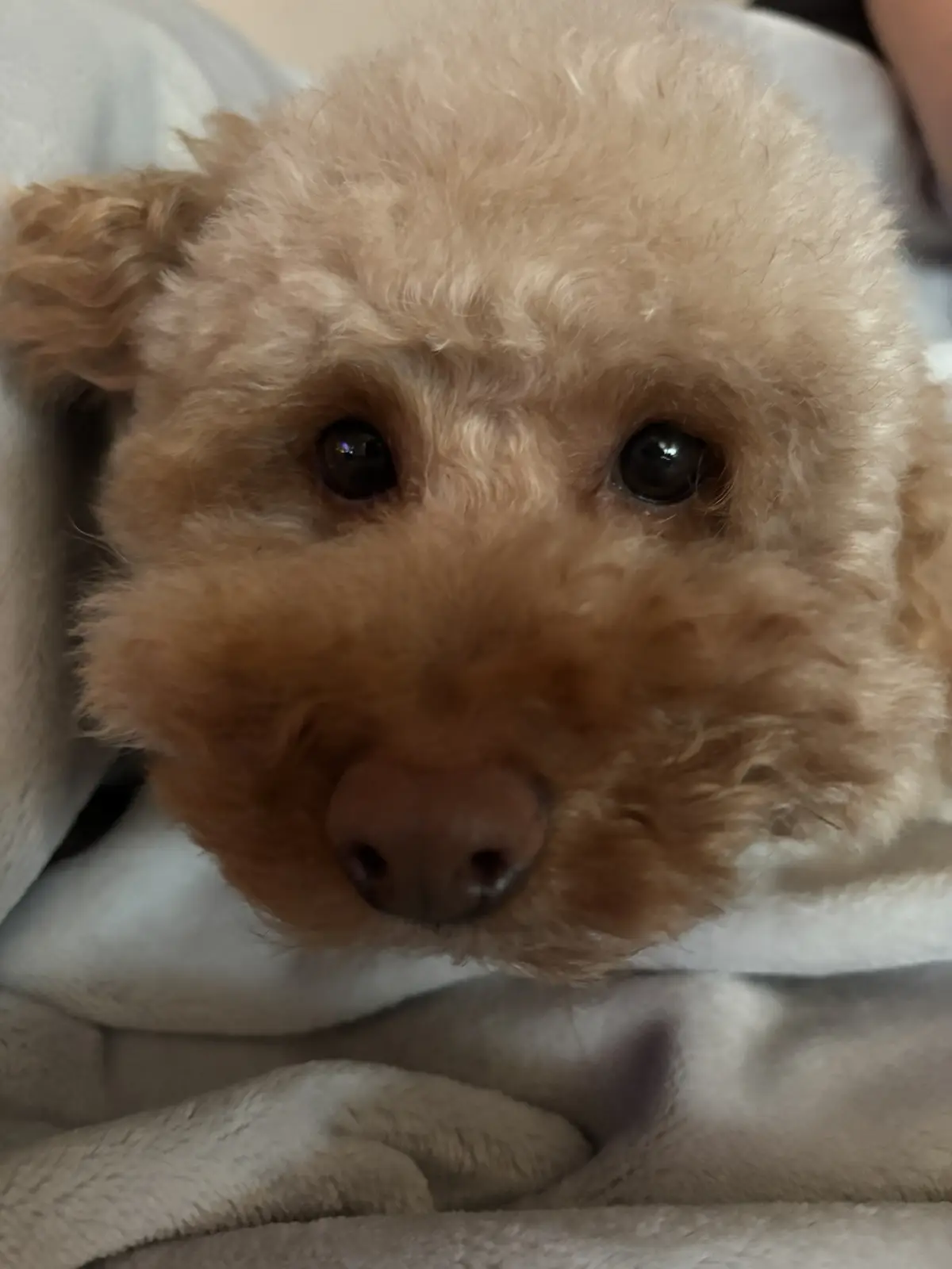 A close-up photo of a fluffy, light brown poodle puppy with large, soulful dark eyes looking directly at the camera, resting…