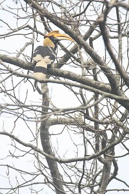 A large hornbill bird with a prominent yellow-orange beak and black-and-white plumage perches on a bare tree branch. The…