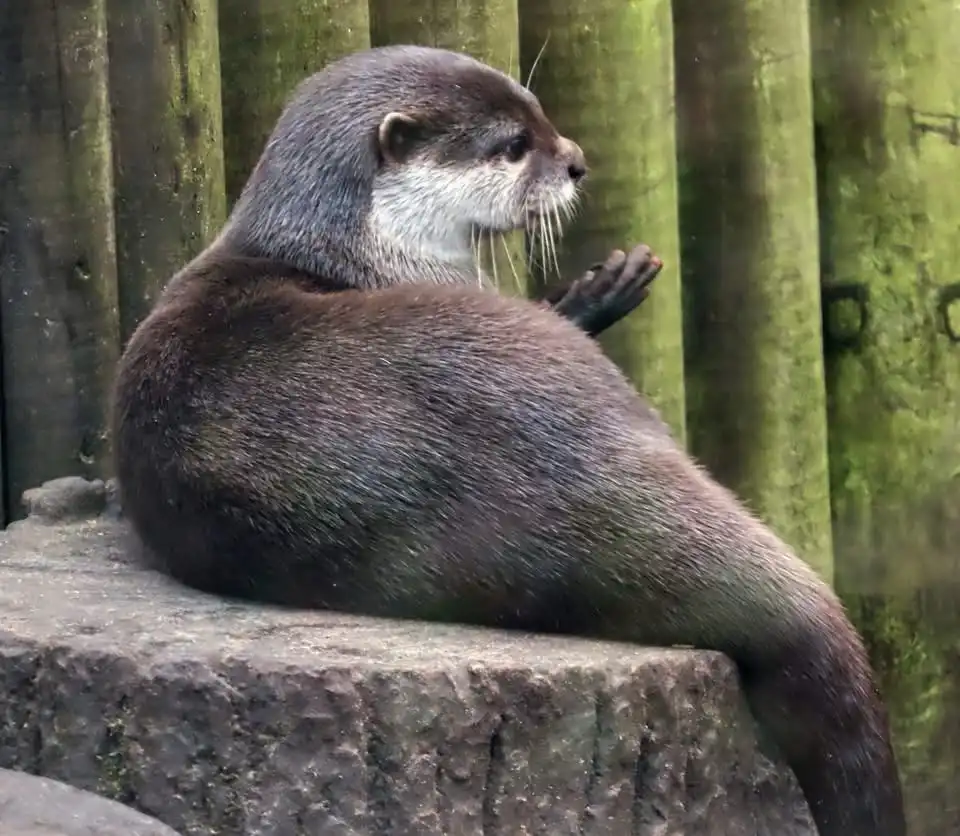 A dark-furred otter sits upright on a rough stone ledge, facing right with its left paw raised near its chest in a gesture…