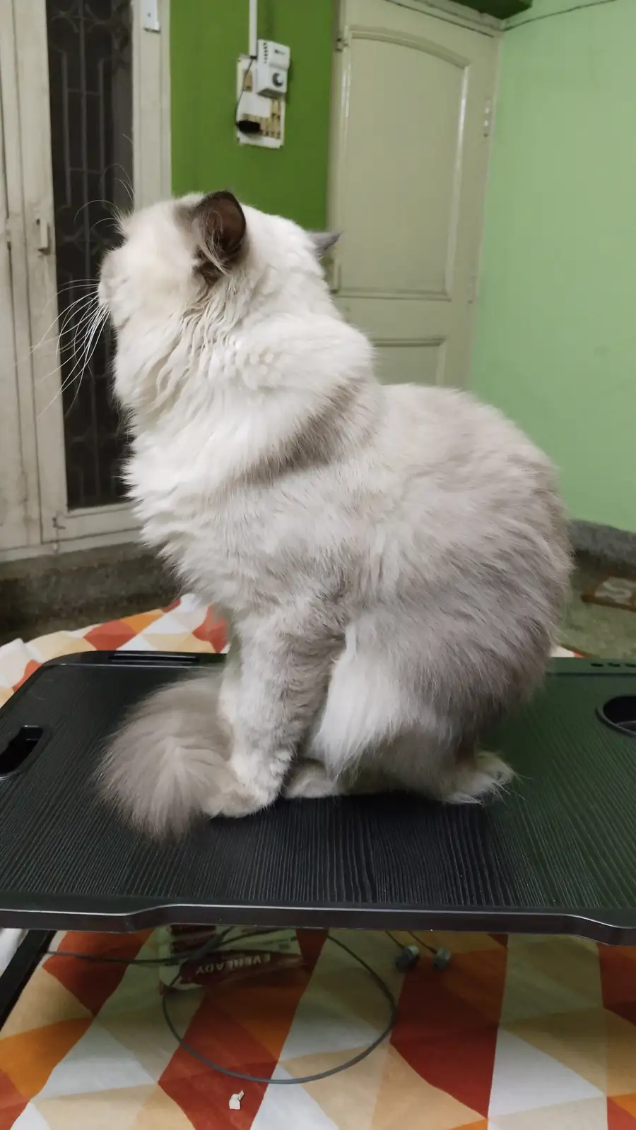 A fluffy, long-haired cat with white and grey fur sits upright on a black laptop stand, looking away from the camera toward…