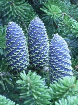 A close-up photograph of three blue-green pine cones nestled among green pine needles. The image has white text overlaid…