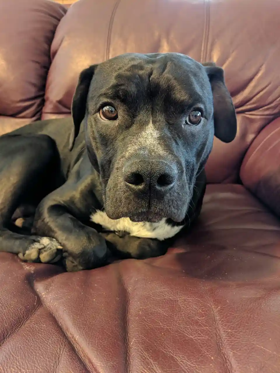 A black dog with a white chest lies on a brown leather couch, looking directly at the camera with a calm, slightly weary…
