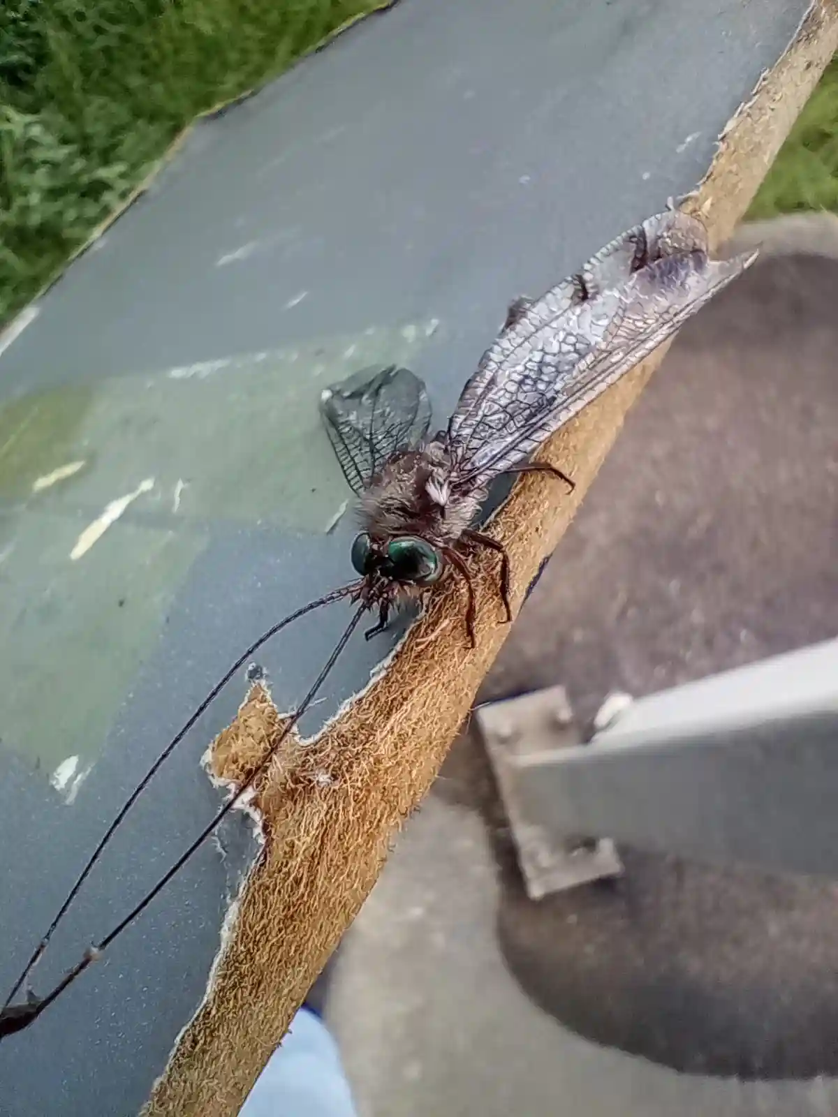 A close-up photo shows a large, dark-colored insect with iridescent green eyes, long antennae, and delicate, veined wings…
