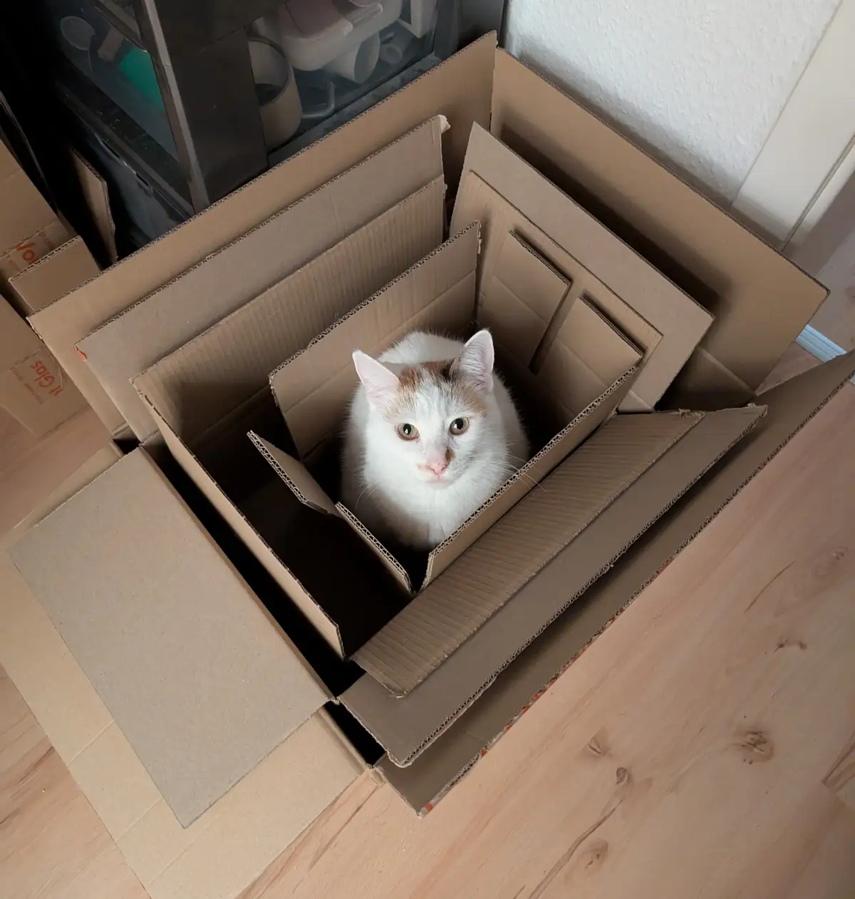 A white cat with orange patches sits calmly inside a nested stack of open cardboard boxes on a wooden floor, looking…