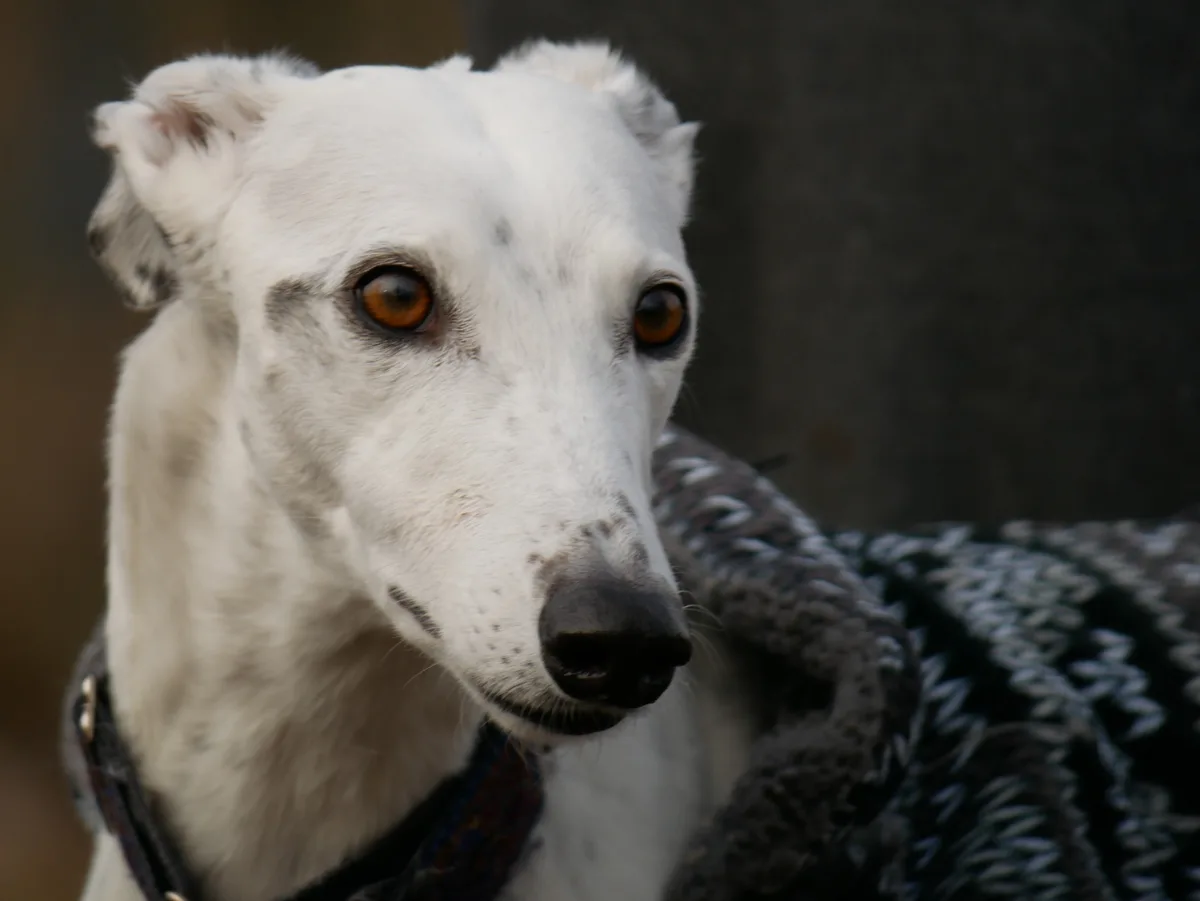 A close-up of a white greyhound with amber eyes, wearing a patterned sweater and a collar, looking directly at the camera…