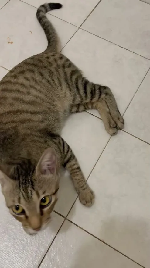 When your cat decides the toilet is its new throne