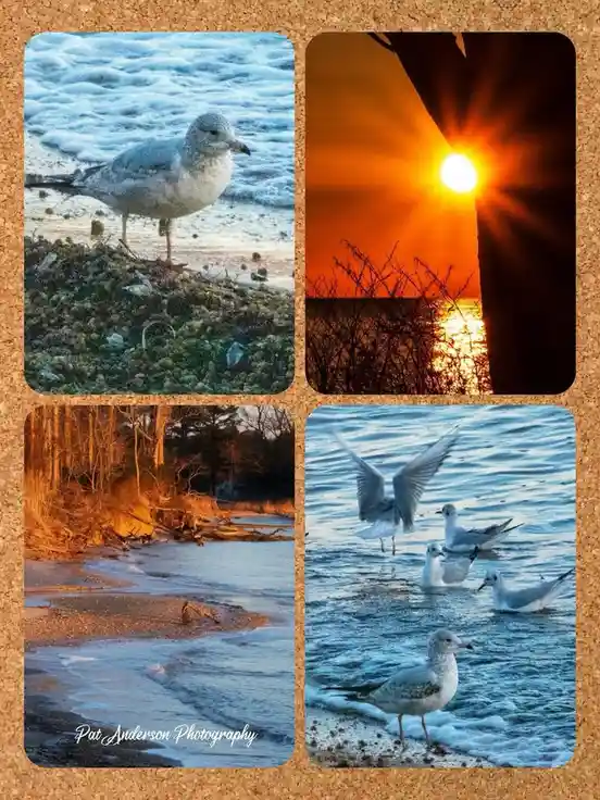 A four-panel collage of seagull photos on a corkboard background, showing a seagull on a snowy shore, a sunset over water, a…