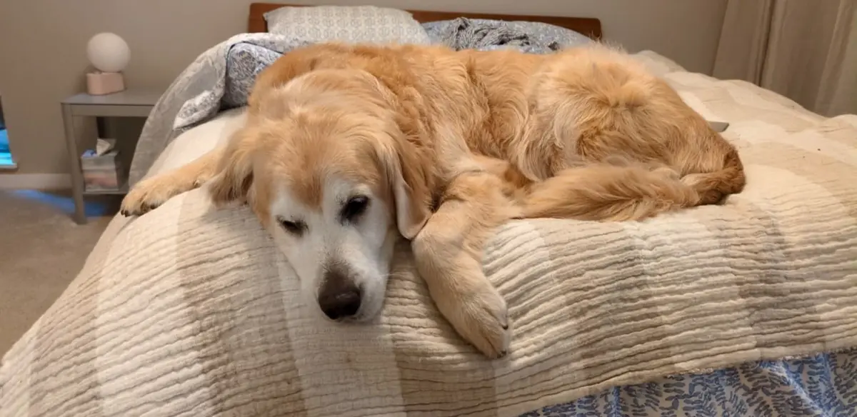 A golden retriever is lying on a bed with its head resting on a beige and white striped comforter, eyes half-closed in a…