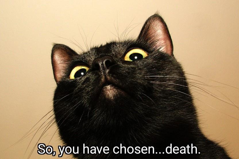 A close-up photo of a black cat looking upward with wide, yellow eyes and an intense expression. The text overlay at the…