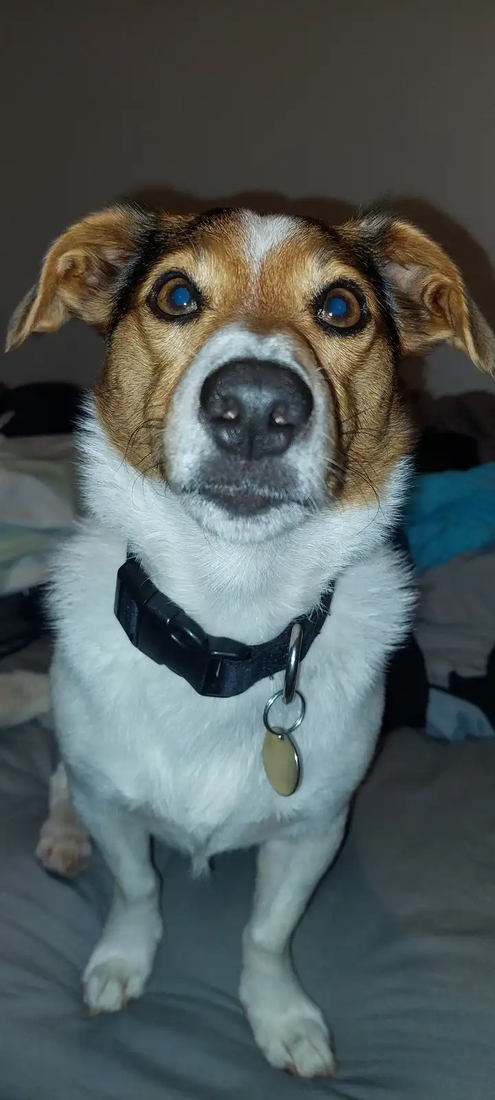 A close-up photo of a small, tri-colored dog with wide, startled eyes and a black collar, sitting on a bed. The dog's eyes…