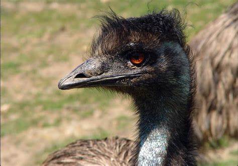 A close-up photograph of an emu's head and neck, showing its dark, shaggy feathers, long beak, and intense orange eye. The…