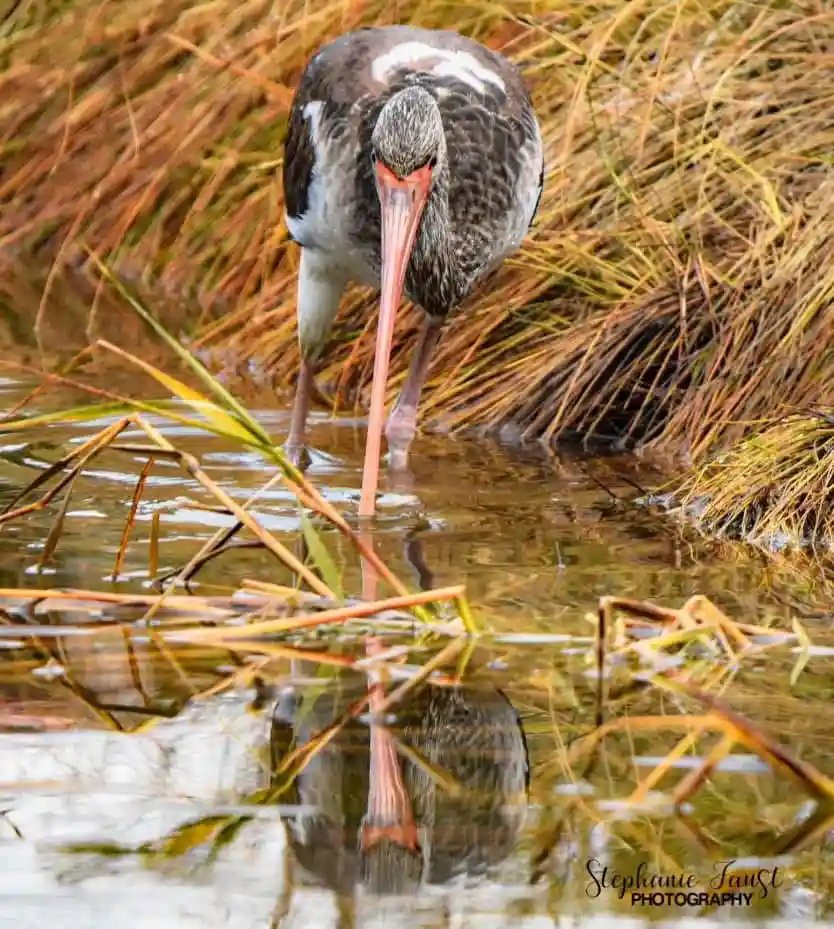 A Moment of Reflection: Pause and Contemplate