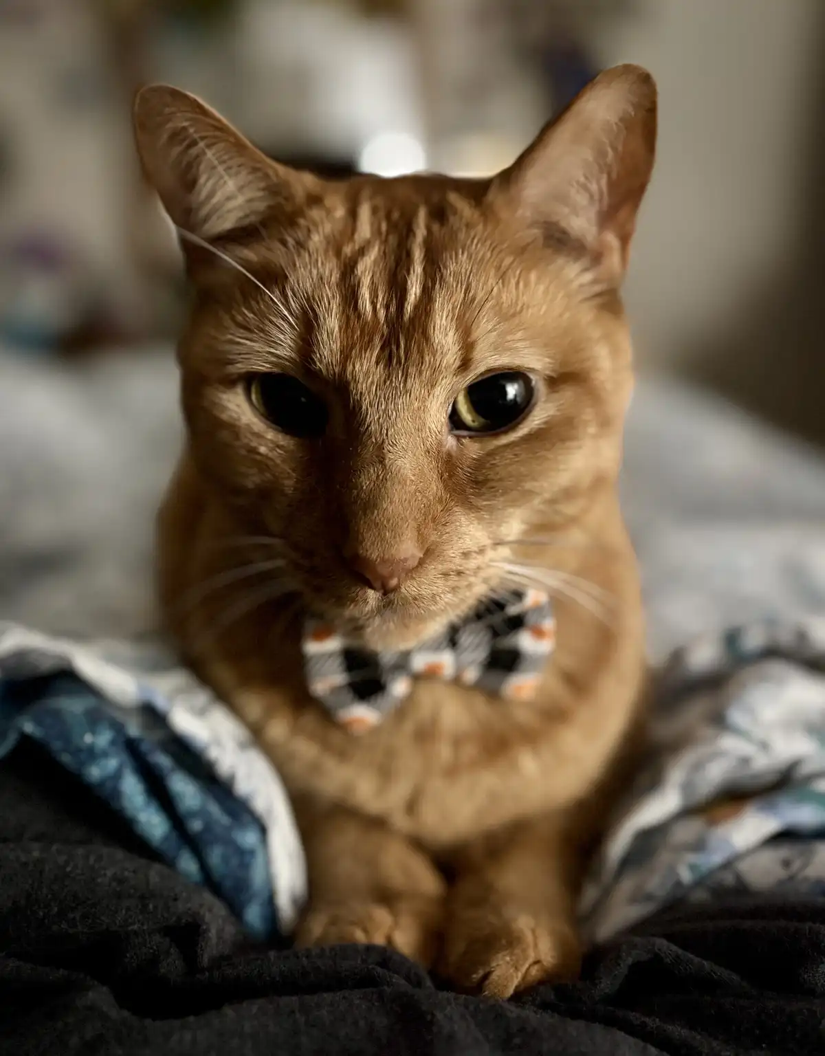A close-up photo of a ginger tabby cat with a serious, unimpressed expression, wearing a small patterned bowtie. The cat is…