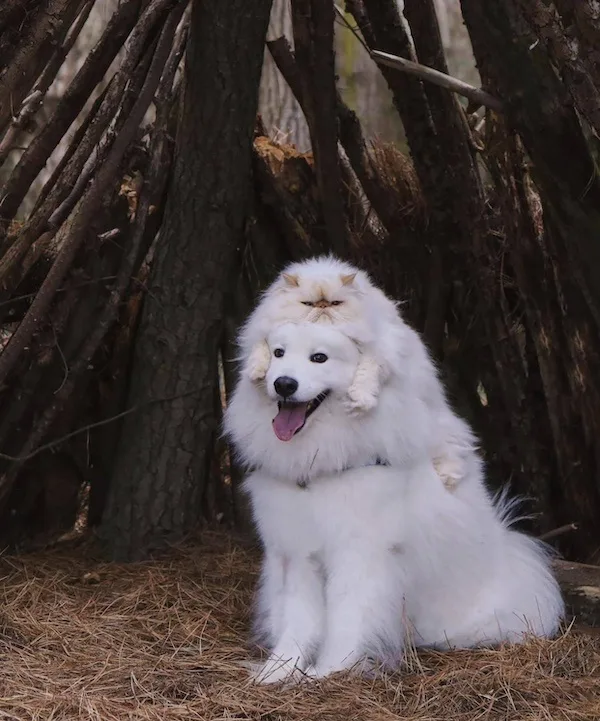 A fluffy white dog sits calmly in front of a wooden structure, with a small white cat perched atop its head. The dog has its…