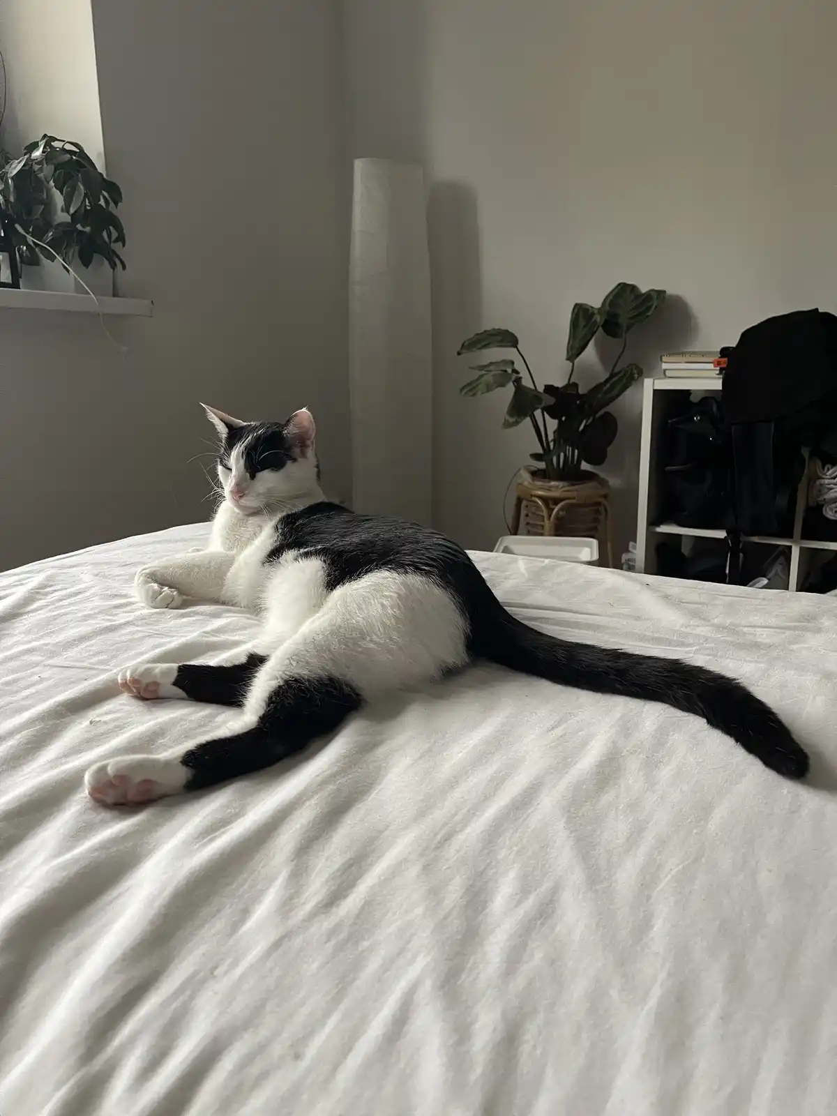 Little Pie has officially transformed into a kangaroo!