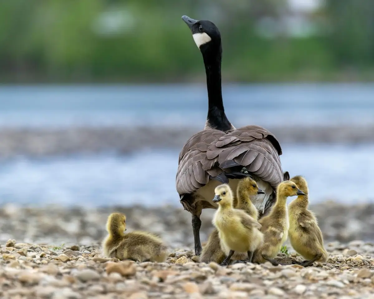 A photograph of an adult canadian goose standing protectively among several fluffy yellow goslings on a pebbly riverbank…