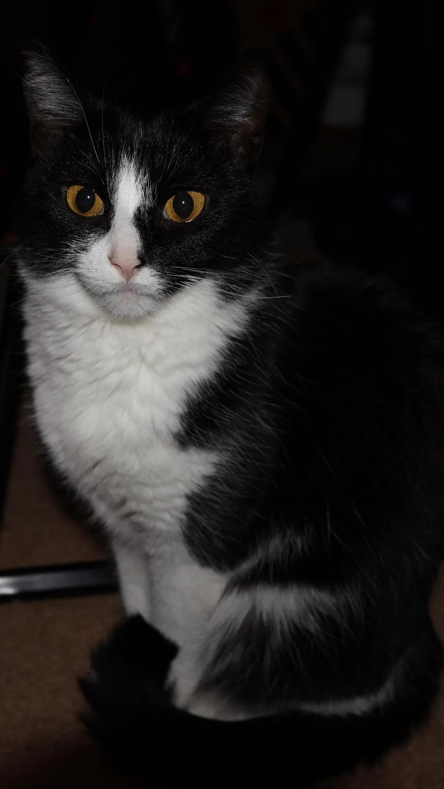 A black and white cat with striking yellow eyes stares directly at the camera in a dimly lit room, its face and chest white…