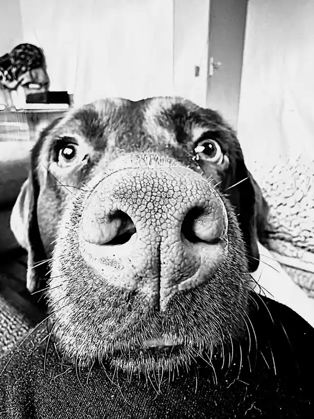 A black and white close-up photo of a dog's face, with its nose and eyes filling the frame. The dog has a textured nose…