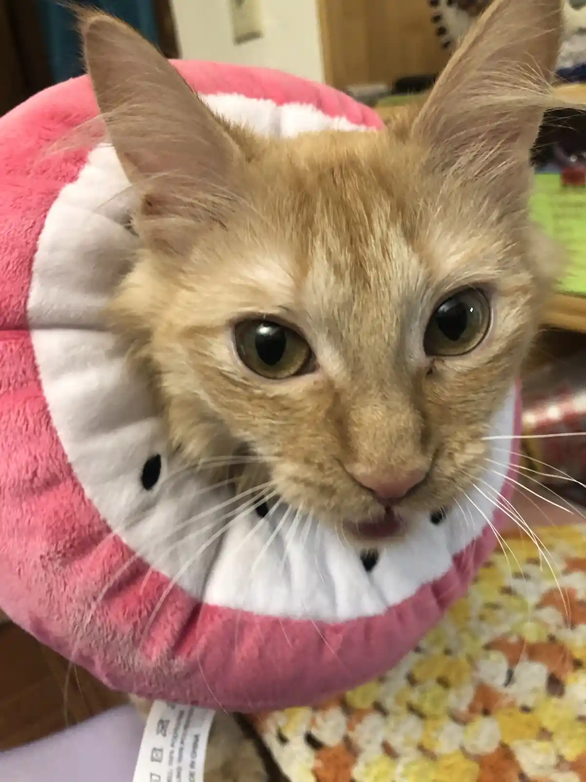 A close-up of an orange tabby cat wearing a pink and white plush cone collar designed to look like a watermelon slice, with…