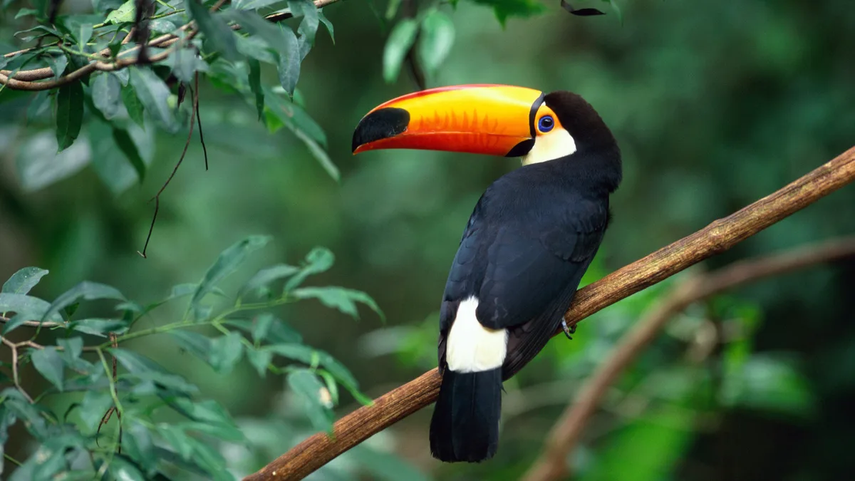 In heart of central Brazilian rainforests, a toco toucan showcases its clever cooling system: its iconic beak. Like a…