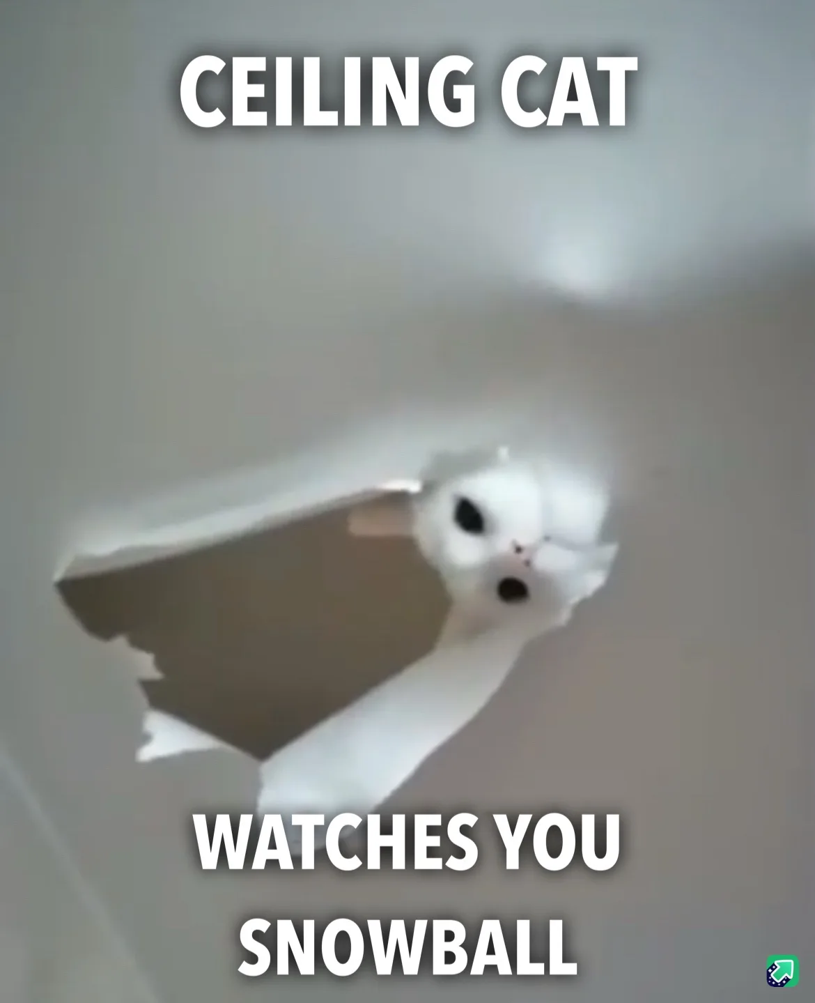 A white cat with wide, startled eyes peers down from a hole in a plain ceiling, looking directly at the viewer. The image is…