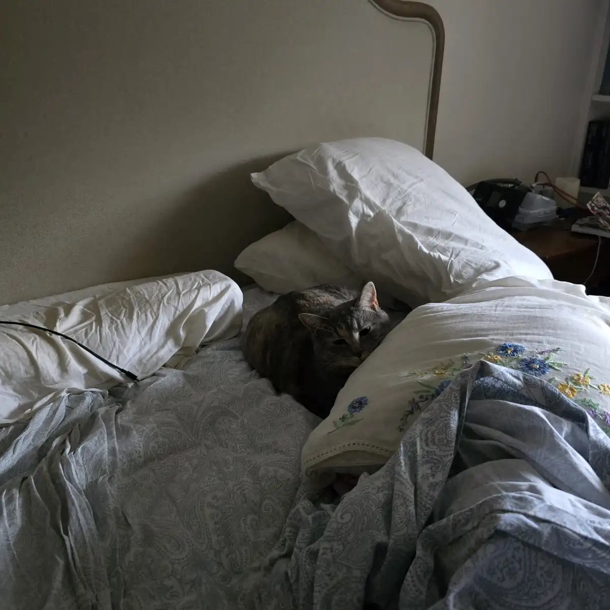 A gray tabby cat is curled up on a messy bed with rumpled white sheets and pillows, looking sleepy and unbothered. The cat…