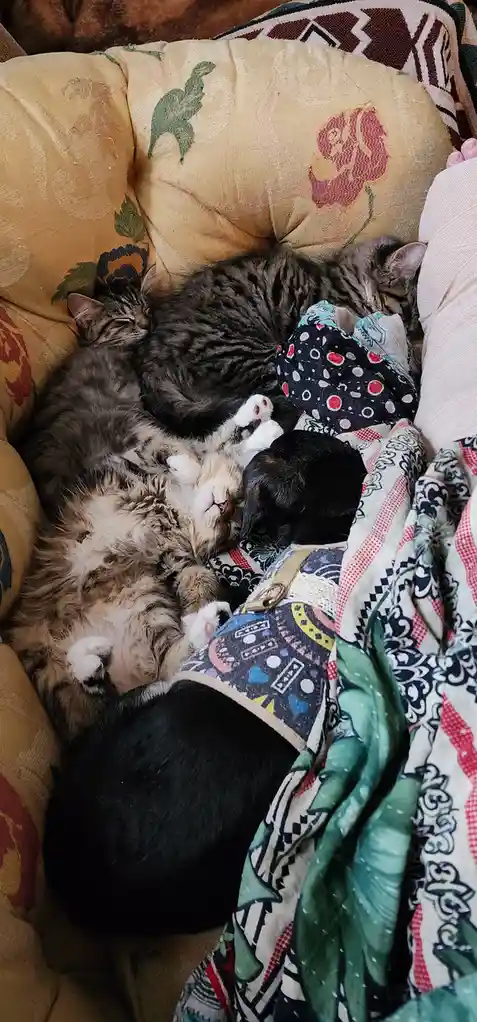 Celebrating Caturday: The Best Day for Cat Lovers