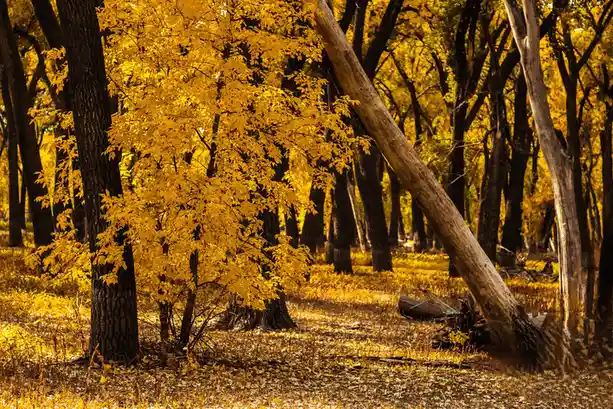 The Enchanting Glow of Fall