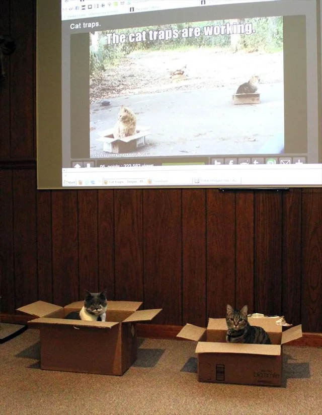 Two real cats sit in cardboard boxes on a carpeted floor, directly beneath a projector screen displaying a video titled 'Cat…