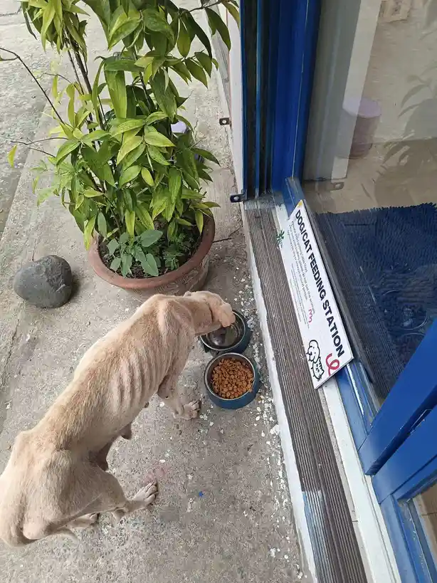 A visibly underweight, light-brown dog eats from a blue bowl filled with kibble placed outside a blue door. Beside the bowl…