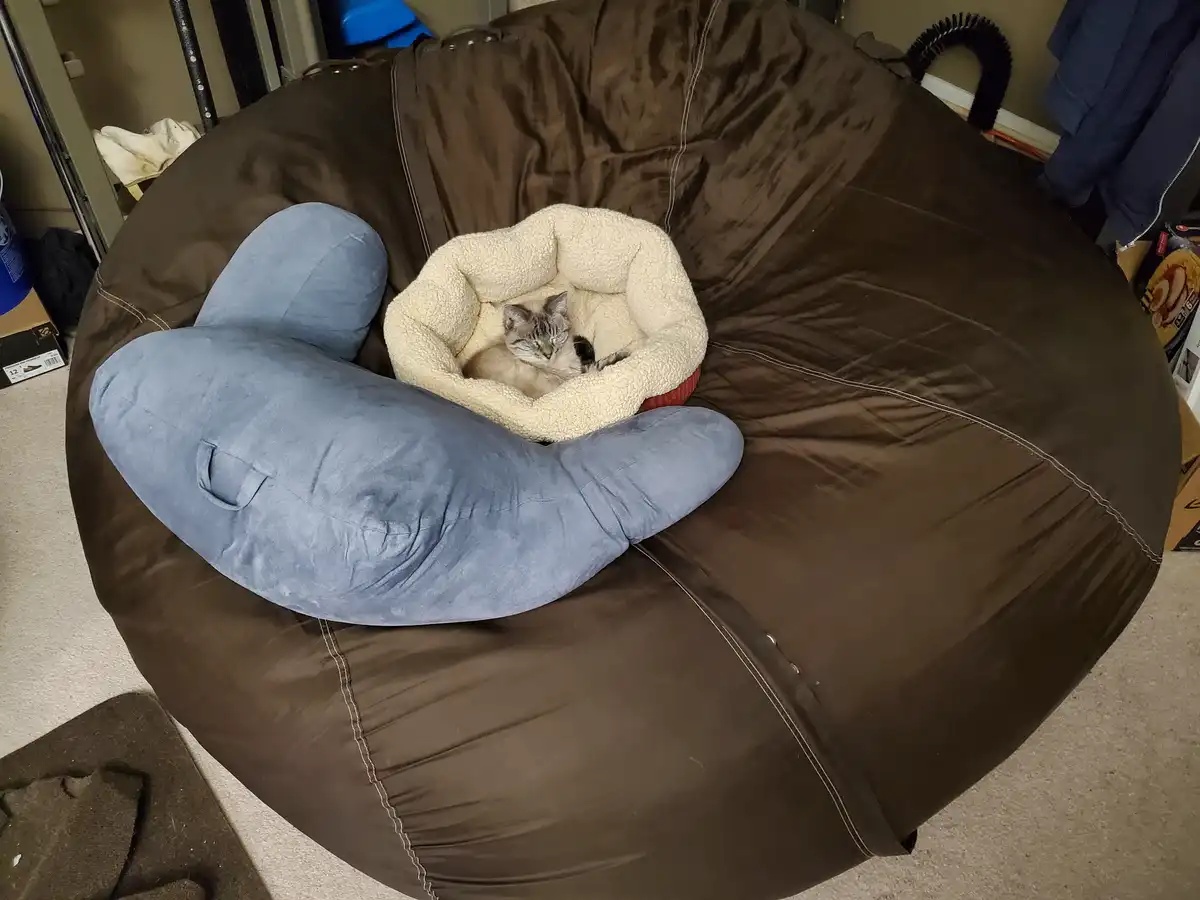 A small tabby cat is curled up and sleeping inside a cozy, cream-colored fleece pet bed. This bed is placed on top of a…