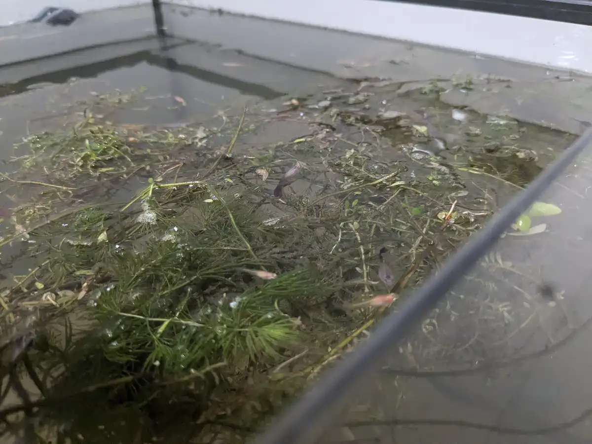 Guppy Rescue Mission: Seeking Advice from the Experts