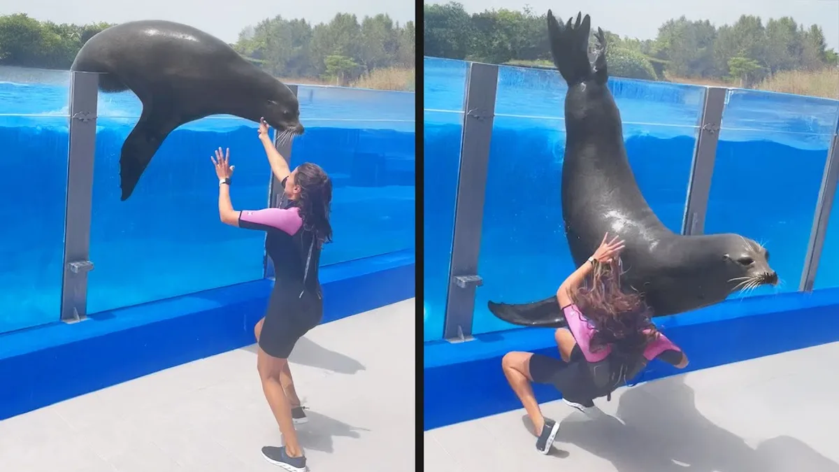 A split-screen image shows a woman in a black and pink wetsuit interacting with a seal at an aquarium. In the left panel…