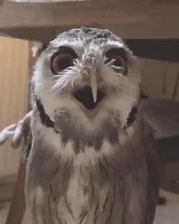 A six-panel image sequence shows a small owl with wide eyes and a beak opening and closing in a sequence that mimics a human…