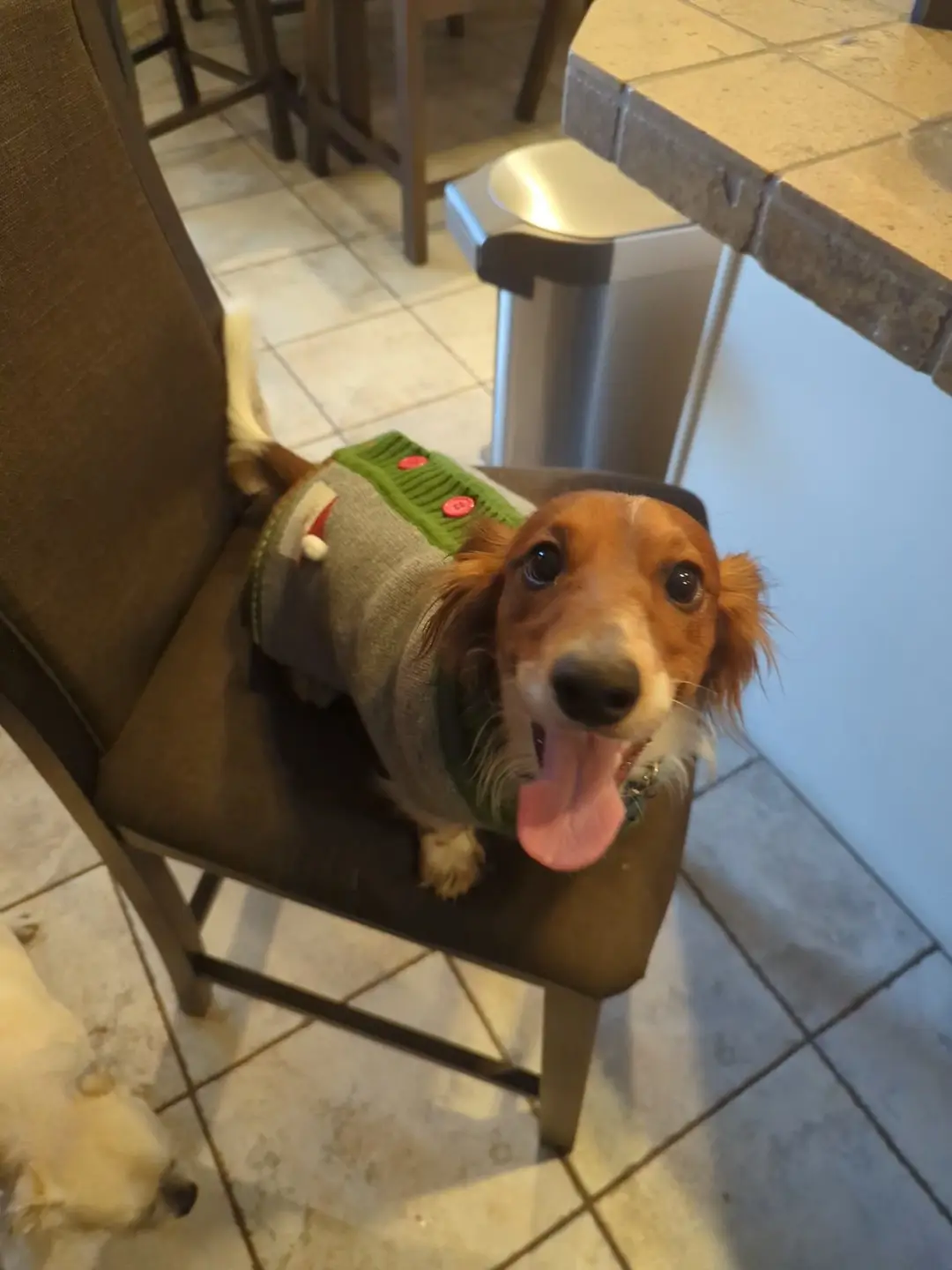 A dachshund wearing a festive grey and green sweater with red buttons sits on a brown chair, looking up with its tongue out…