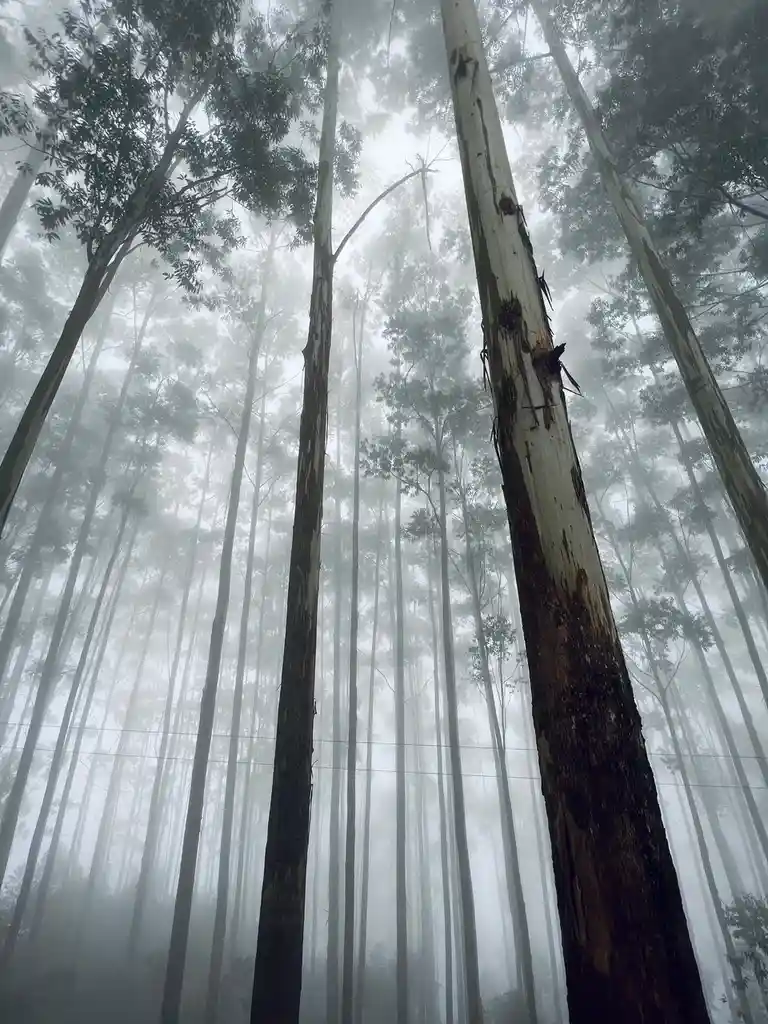 The Majestic World of Pine Trees