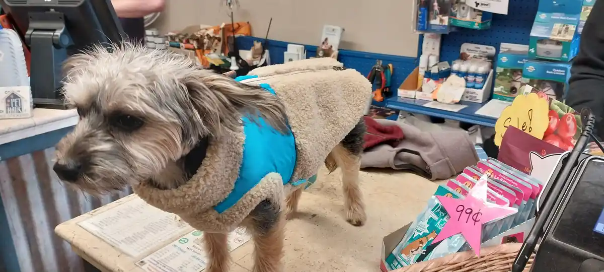 A small scruffy dog wearing a beige and blue fleece vest stands at a pet store counter, looking away with a slightly bored…