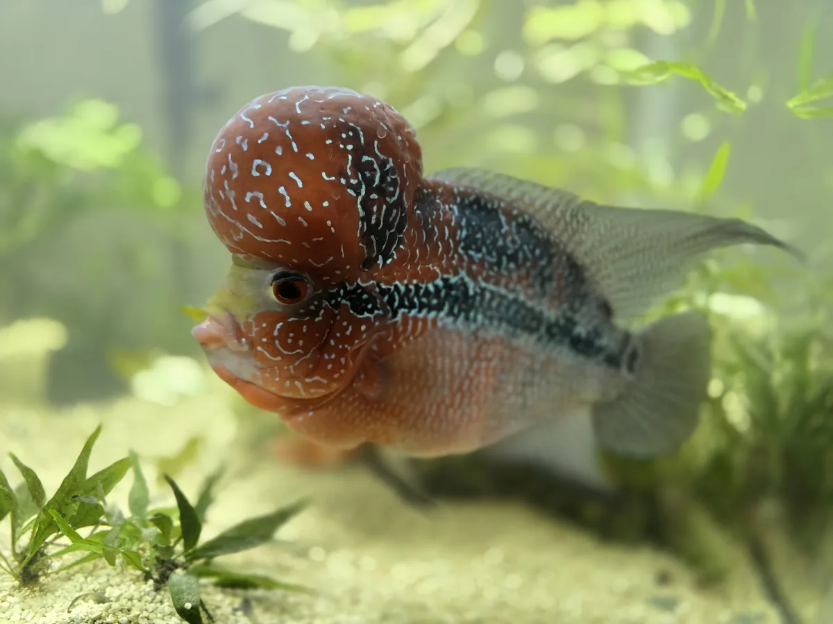 A close-up photo of a flowerhorn cichlid fish swimming in an aquarium, notable for its large, bulbous, reddish-brown head…
