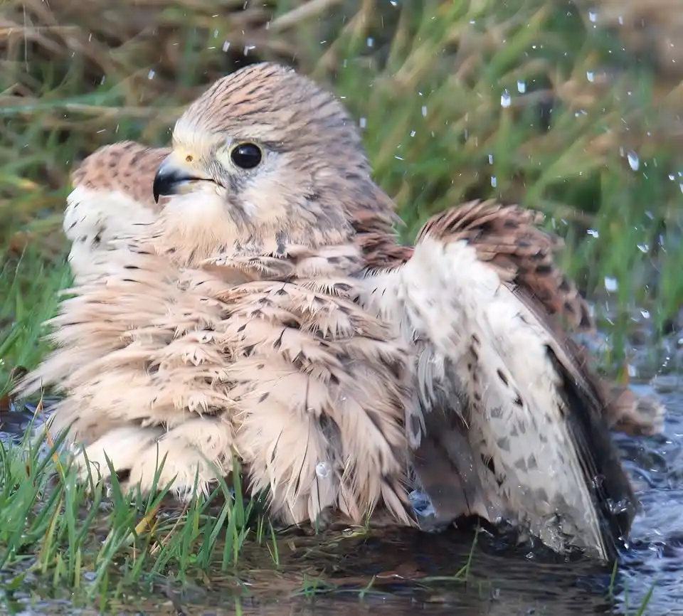 a small bird of prey, likely a kestrel, is sitting in shallow water with its feathers soaked and ruffled, surrounded by…