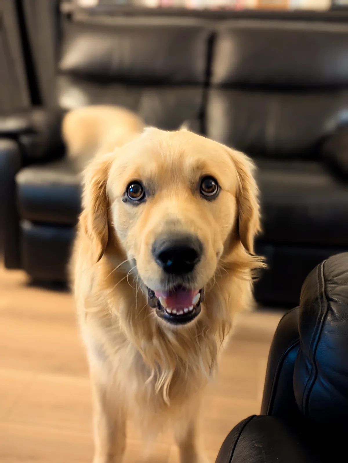 A golden retriever dog with a happy, slightly goofy expression stands in a living room, looking directly at the camera with…