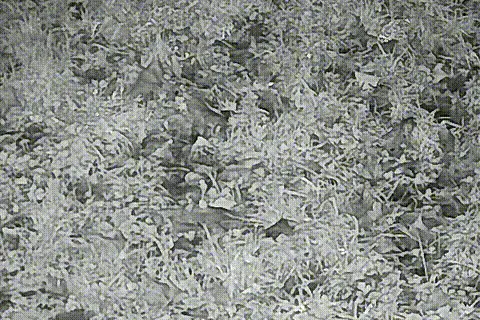 A split-image wildlife camera photo shows a single black cat with glowing eyes in tall grass at night in the top panel, and…