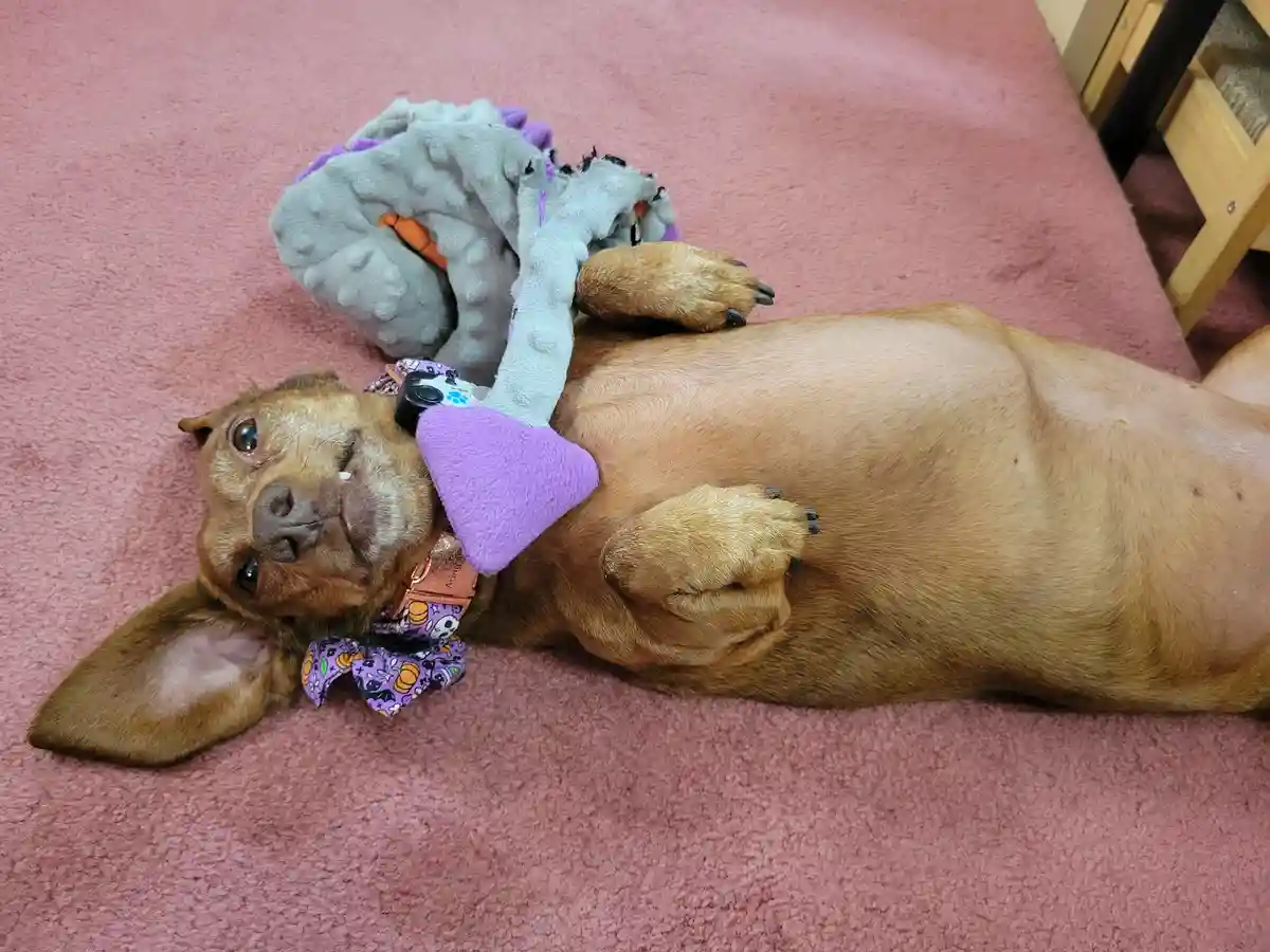 A brown dog lies on its back on a pink carpet, holding a grey and purple plush toy with one paw while wearing a…