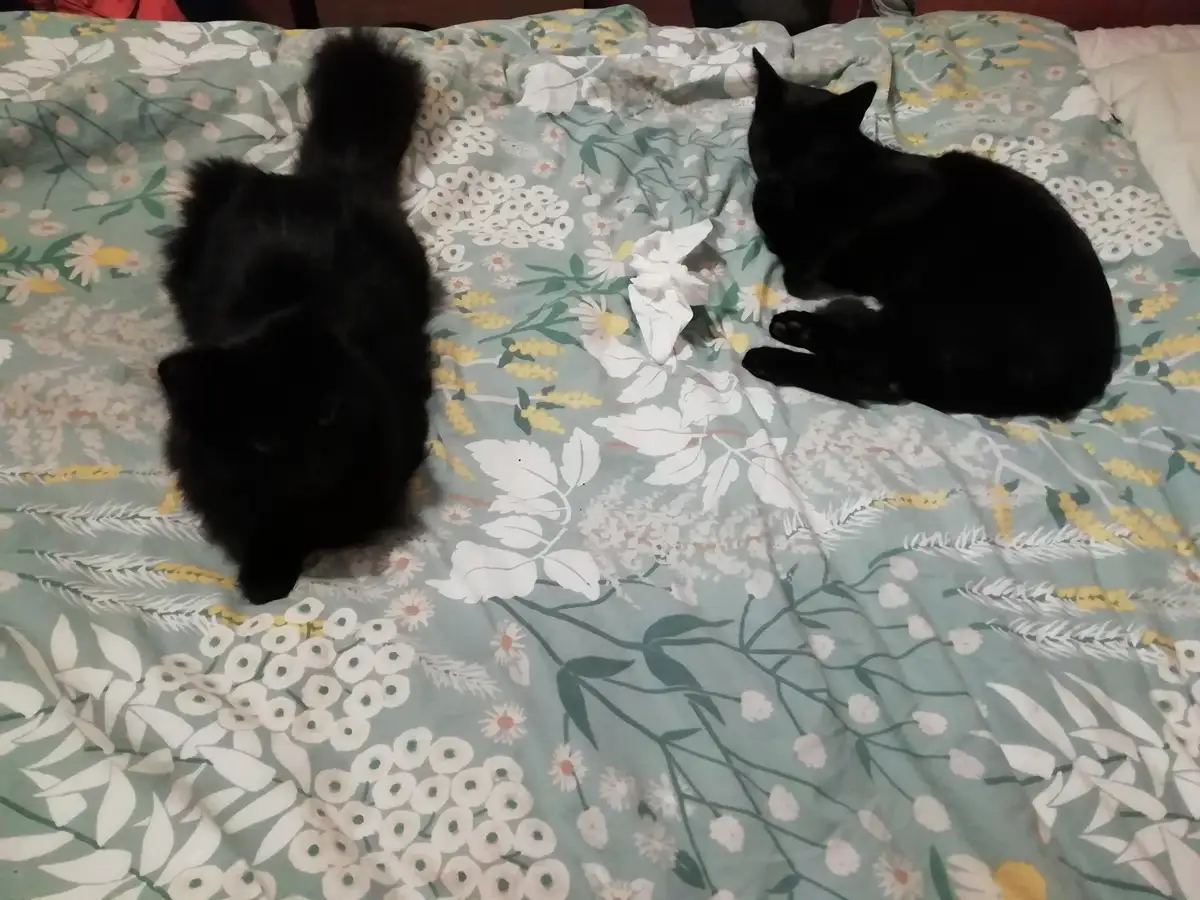 Two black cats sit on a floral-patterned bedspread; one is fluffy and facing forward, the other is sleek and lying down…